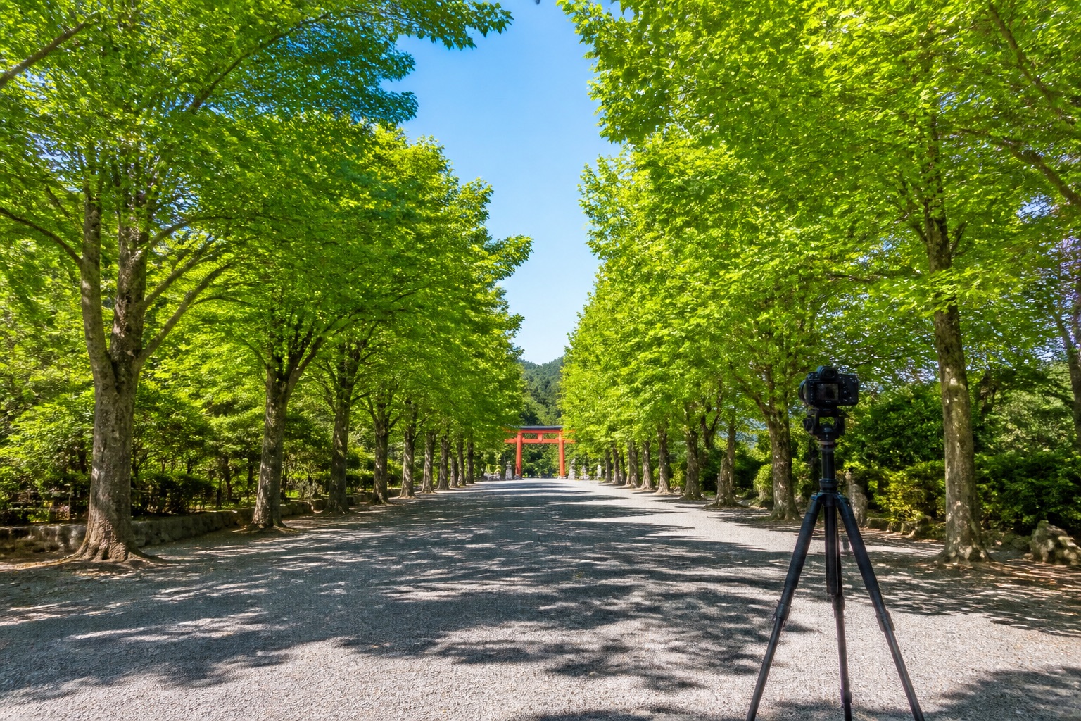 けやき並木が続く神社の参道と朱の鳥居、撮影用の三脚
